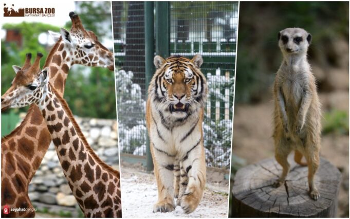 Bursa Hayvanat Bahçesi : Bursa Zoo