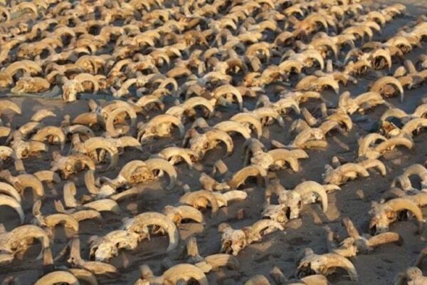 Mısır’da 2 bin mumyalanmış koç başı bulundu